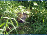 26-Apr-2003 18:14
Austin, TX
Squirrel in the undergrowth near town lake