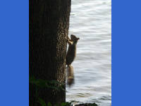 26-Apr-2003 18:14
Austin, TX
Squirrel near town lake