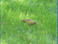 26-Apr-2003 18:16
Austin, TX
A bird near town lake