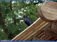 30-Apr-2003 16:08
Austin
Noisy bird on the terrace