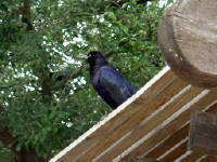 30-Apr-2003 16:08
Austin
Noisy bird on the terrace