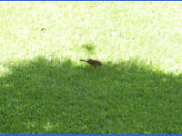 24-Apr-2003 13:42
Austin, TX
Bird in the garden of the Four Seasons Hotel