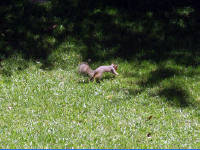 24-Apr-2003 13:45
Austin, TX
Squirrel in the garden of the Four Seasons Hotel