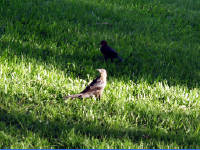 24-Apr-2003 19:06
Austin, TX
Birds in the garden of the Four Seasons Hotel
