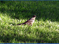 24-Apr-2003 19:06
Austin, TX
Bird in the garden of the Four Seasons Hotel