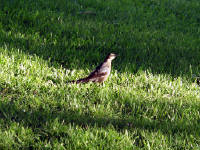 24-Apr-2003 19:06
Austin, TX
Bird in the garden of the Four Seasons Hotel
