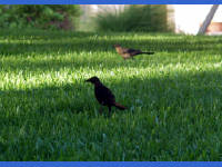 24-Apr-2003 19:07
Austin, TX
Birds in the garden of the Four Seasons Hotel