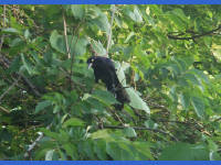 24-Apr-2003 19:13
Austin, TX
Bird in the trees along the bank of Town Lake