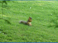 24-Apr-2003 19:15
Austin, TX
Squirrel in the garden of the Four Seasons Hotel