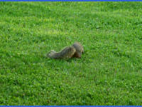 24-Apr-2003 19:15
Austin, TX
Squirrel in the garden of the Four Seasons Hotel