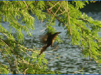 24-Apr-2003 19:17
Austin, TX
Bird in the trees along the bank of Town Lake