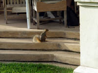 28-Apr-2003 18:35
Austin
A rather cute (and tame) bushy tailed rat