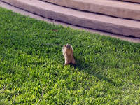 28-Apr-2003 18:35
Austin
A rather cute (and tame) bushy tailed rat