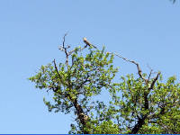 26-Apr-2003 11:32
Enchanted Rock, TX
A noisy bird perched at the top of a tree
Enchanted rock is the second largest granite dome in the US, about 15 miles North of Fredricksburg, TX