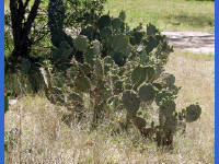 26-Apr-2003 11:37
Enchanted Rock, TX
Prickly pear cactus plant
