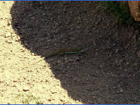 26-Apr-2003 11:38
Enchanted Rock, TX
A lizard .. approx 1ft long