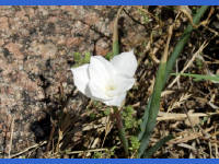 26-Apr-2003 11:48
Enchanted Rock, TX
A flower