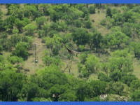 26-Apr-2003 11:53
Enchanted Rock, TX
A circling buzzard