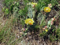 26-Apr-2003 12:15
Enchanted Rock, TX
Flowering cactus