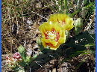 26-Apr-2003 12:15
Enchanted Rock, TX
Flowering cactus