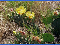 26-Apr-2003 12:15
Enchanted Rock, TX
Flowering cactus