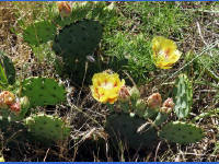 26-Apr-2003 12:16
Enchanted Rock, TX
Flowering cactus