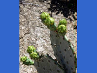 26-Apr-2003 12:16
Enchanted Rock, TX
Prickly pear cactus