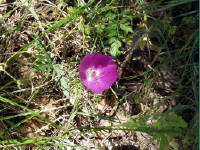 26-Apr-2003 12:29
Enchanted Rock, TX
A flower