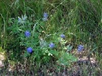 26-Apr-2003 12:32
Enchanted Rock, TX
Texas Bluebonnets