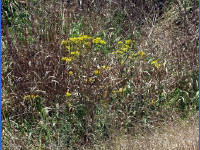 26-Apr-2003 12:33
Enchanted Rock, TX
Flowers