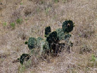 26-Apr-2003 12:33
Enchanted Rock, TX
Cactus