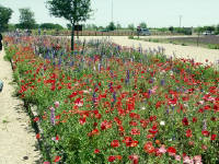 26-Apr-2003 13:13
Fredrickstown, TX
Wild Flower Farm - Mixed flowers