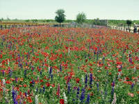 26-Apr-2003 13:14
Fredrickstown, TX
Wild Flower Farm - Mixed flowers