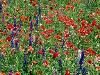 26-Apr-2003 13:14
Fredrickstown, TX
Wild Flower Farm - Mixed flowers