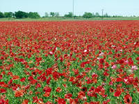 26-Apr-2003 13:49
Fredrickstown, TX
Wild Flower Farm - Texas Poppies