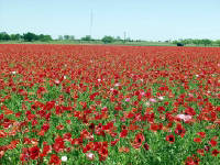 26-Apr-2003 13:49
Fredrickstown, TX
Wild Flower Farm - Texas Poppies