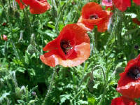 26-Apr-2003 13:49
Fredrickstown, TX
Wild Flower Farm - Texas Poppies