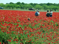 26-Apr-2003 13:51
Fredrickstown, TX
Wild Flower Farm - Texas Poppies