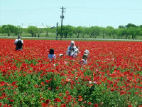 26-Apr-2003 13:51
Fredrickstown, TX
Wild Flower Farm - Texas Poppies