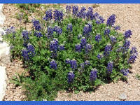 26-Apr-2003 13:53
Fredrickstown, TX
Wild Flower Farm - texas Bluebonnets