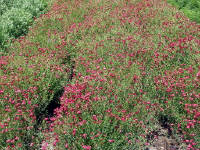 26-Apr-2003 13:54
Fredrickstown, TX
Wild Flower Farm - Scarlet Flax