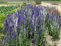 26-Apr-2003 13:55
Fredrickstown, TX
Wild Flower Farm - Rocket Larkspur