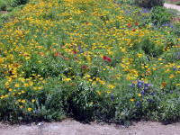 26-Apr-2003 13:56
Fredrickstown, TX
Wild Flower Farm 