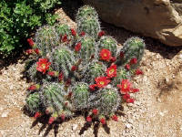 26-Apr-2003 14:00
Fredrickstown, TX
Wild Flower Farm - Magnificent flowering cactus