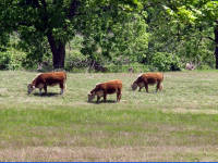 26-Apr-2003 14:37
LBJ Ranch, TX
Hereford Cattle