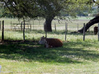 26-Apr-2003 15:17
LBJ Ranch, TX
Hereford Cattle