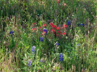 26-Apr-2003 15:42
LBJ Ranch, TX
Wild flowers