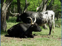 26-Apr-2003 15:45
LBJ Ranch, TX
Texas Longhorns