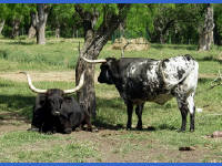 26-Apr-2003 15:45
LBJ Ranch, TX
Texas Longhorns