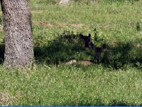 26-Apr-2003 15:47
LBJ Ranch, TX
White tailed deer